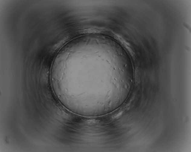 X0000095680153200801221233