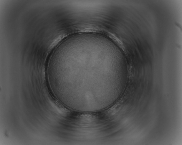 X0000095680298200801221232