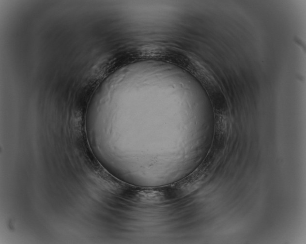 X0000095680557200801221228
