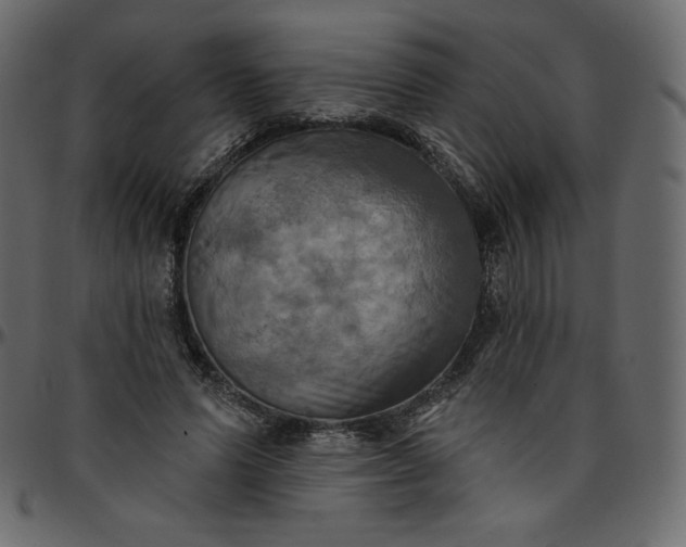 X0000095680591200801221227