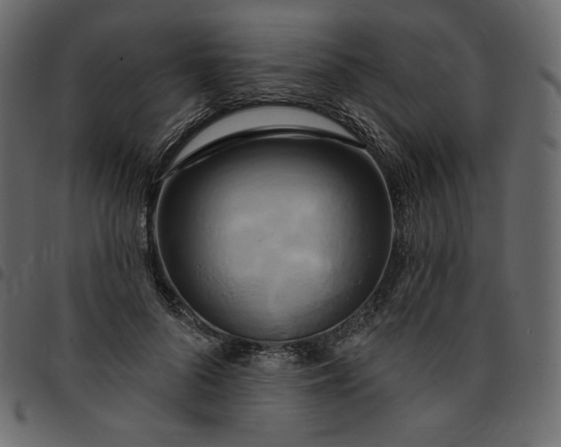 X0000095680696200801221226
