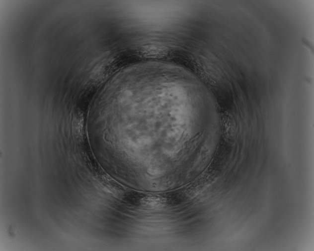 X0000095680745200801221225