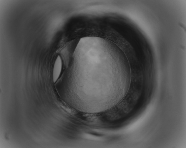 X0000095680766200801221226