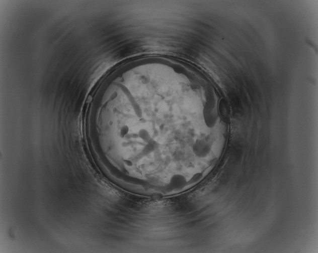 X0000095680891200801221223