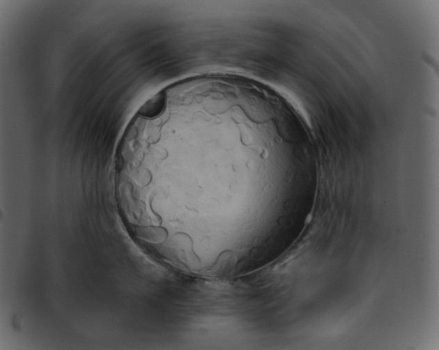 X0000095680911200801221223