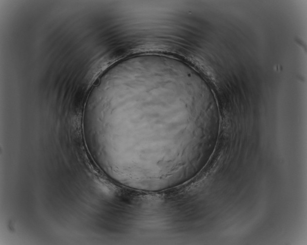 X0000095680937200801221223
