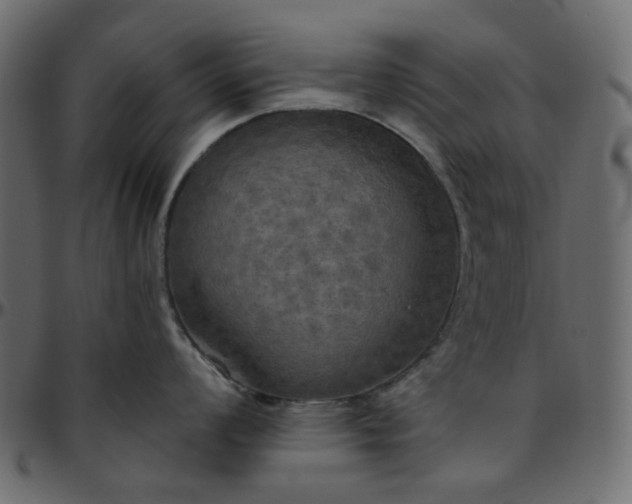 X0000095681008200801221222