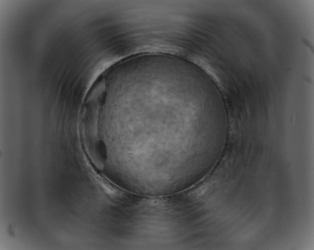 X0000095681040200801221221
