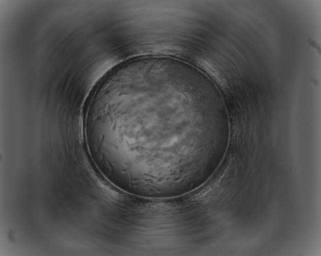 X0000095681079200801221221