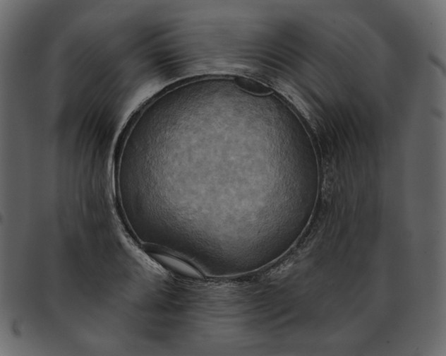 X0000095681080200801221221