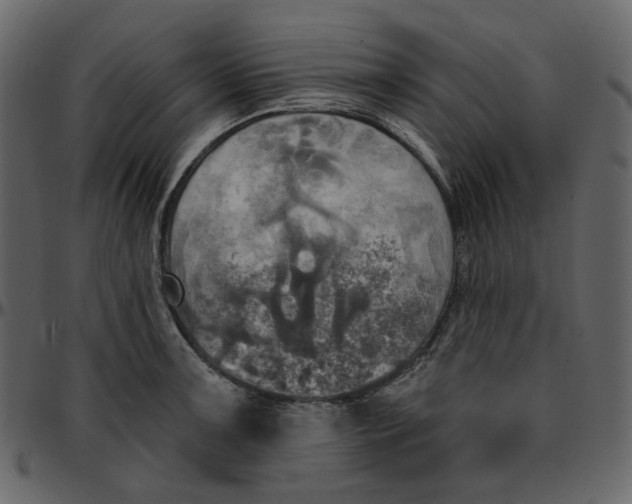X0000095681091200801221221