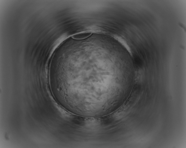 X0000095681099200801221220