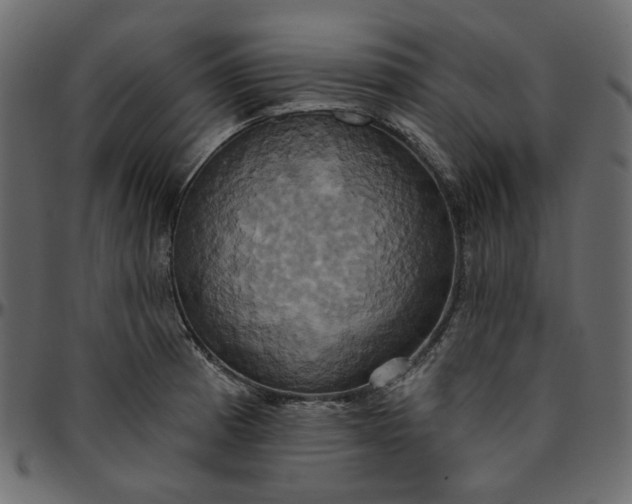 X0000095681185200801221219