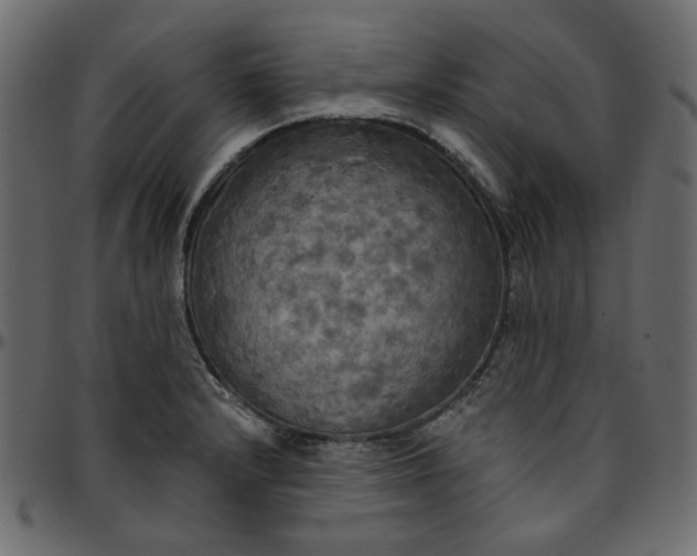 X0000095681232200801221219