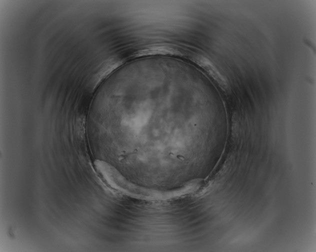 X0000095681233200801221219