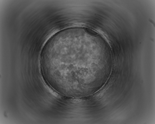 X0000095681235200801221219