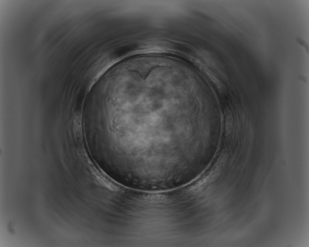 X0000095681417200801221216