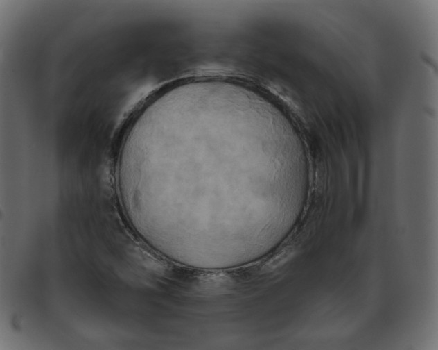 X0000095681454200801221215