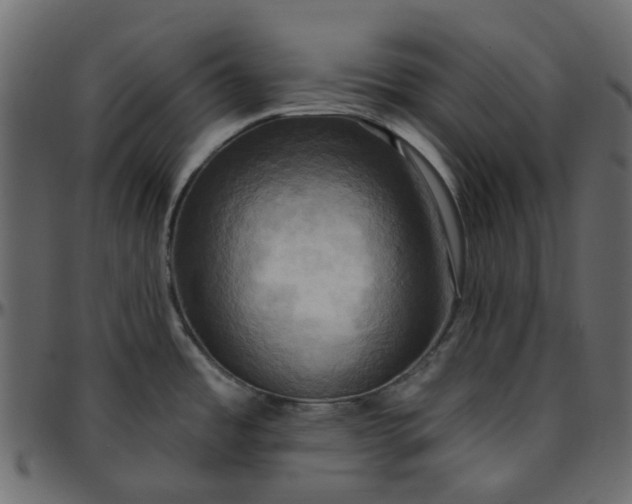 X0000095681485200801221215