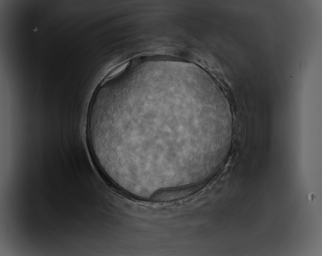 X0000095680003200801291206