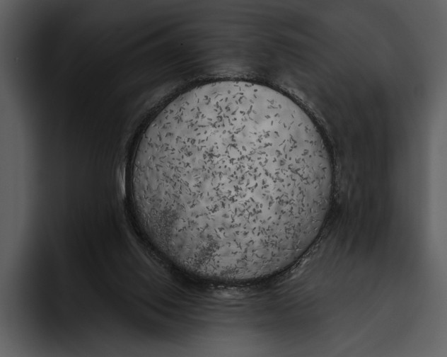 X0000095680062200801291205