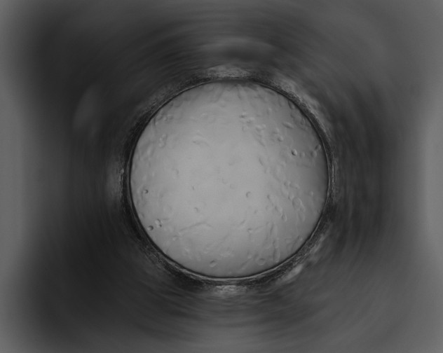 X0000095680153200801291204