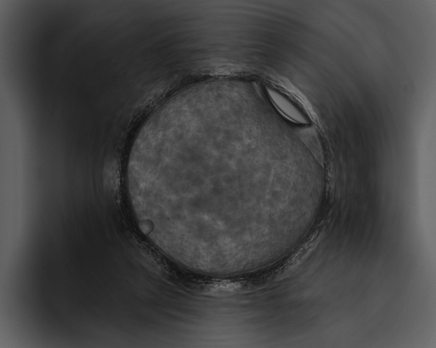 X0000095680257200801291203