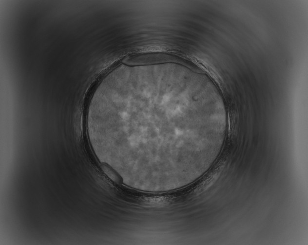 X0000095680301200801291202