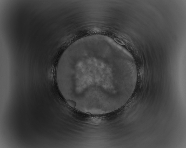 X0000095680423200801291201