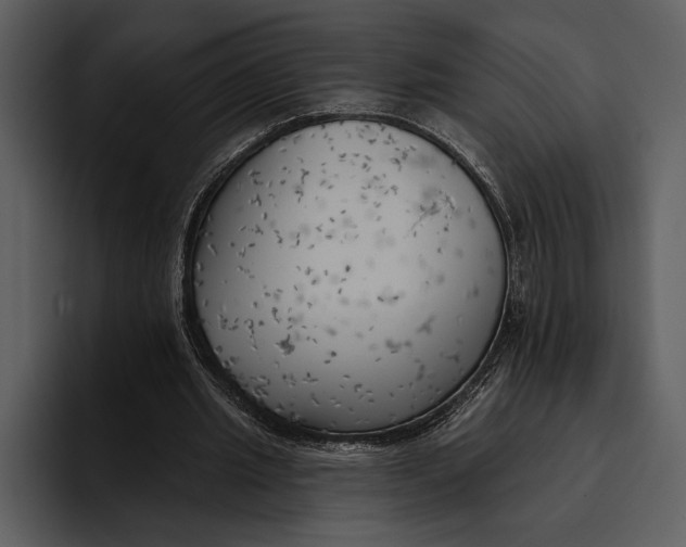 X0000095680437200801291200