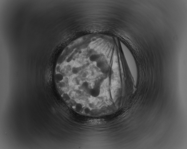 X0000095680499200801291200