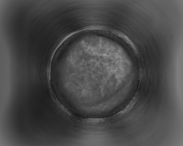 X0000095680860200801291155