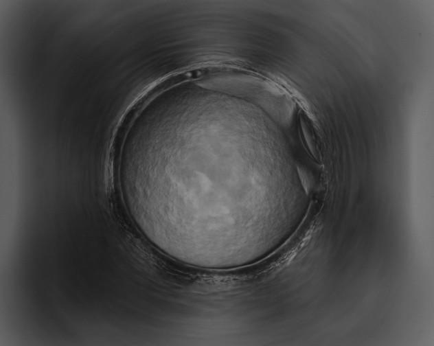 X0000095680877200801291155