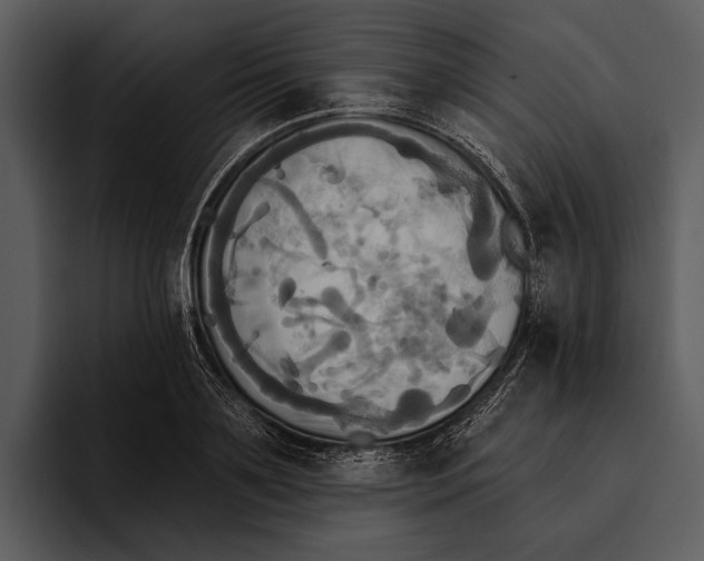 X0000095680891200801291154