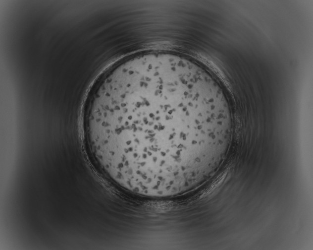 X0000095680939200801291154