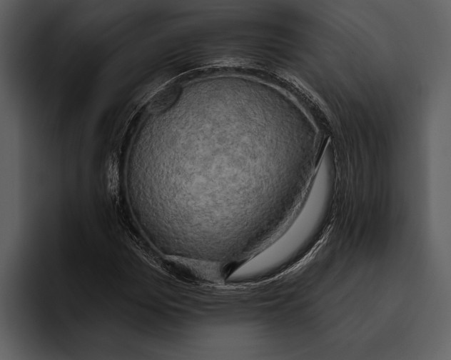 X0000095680969200801291153