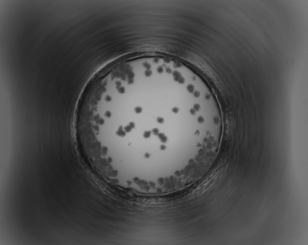 X0000095681020200801291152