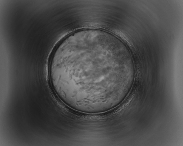 X0000095681079200801291152