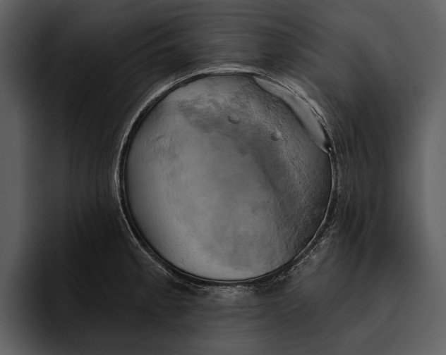 X0000095681189200801291151