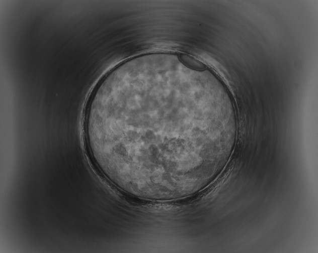 X0000095681235200801291150