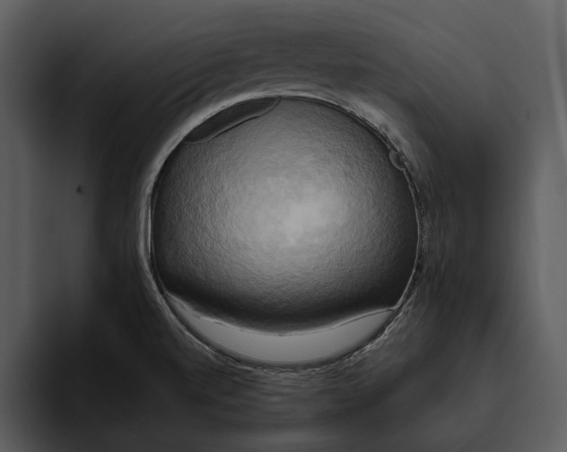 X0000095681520200801291146