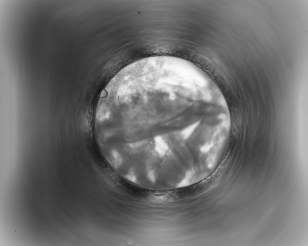 X0000095680175200802051259