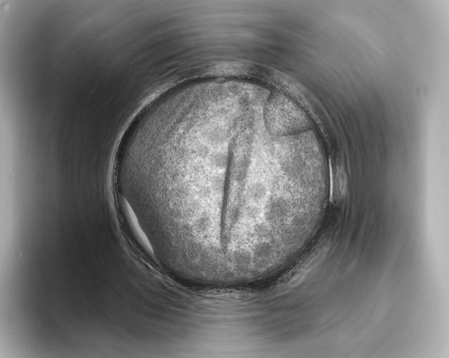 X0000095680435200802051255