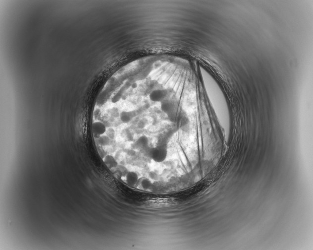 X0000095680499200802051254