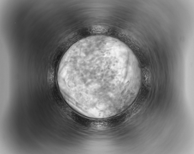 X0000095680745200802051250