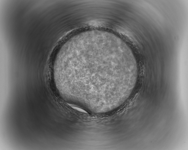 X0000095680776200802051250