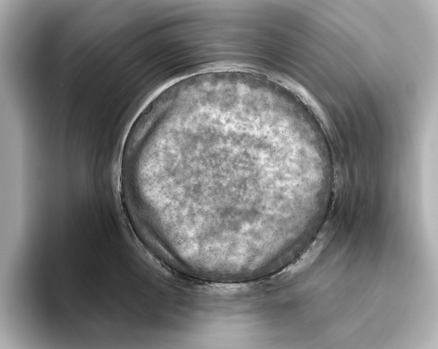 X0000095680860200802051249