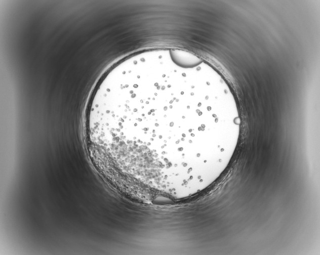 X0000095680996200802051247