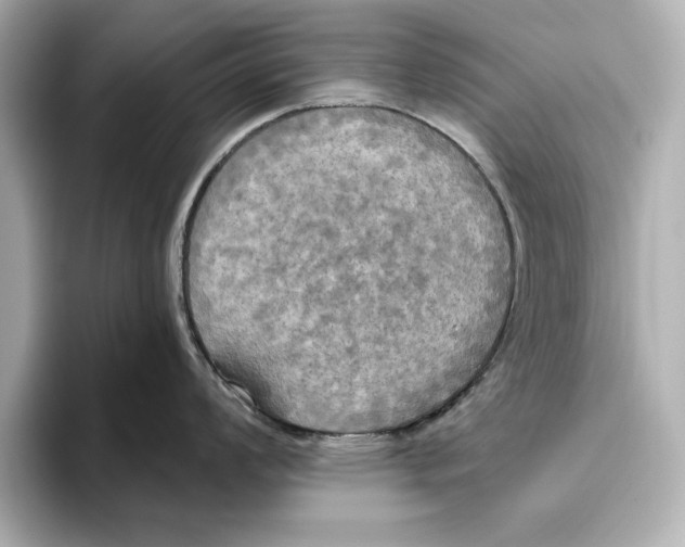 X0000095681008200802051247