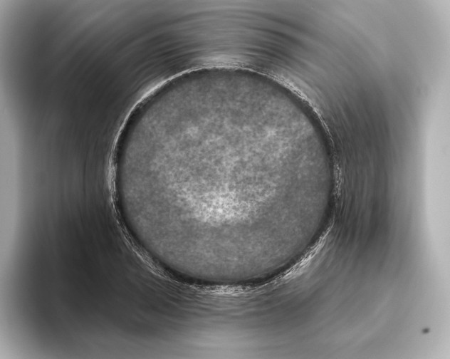 X0000095681029200802051247